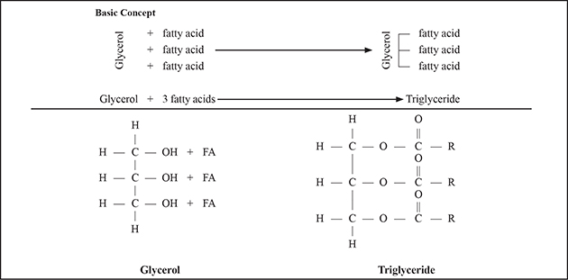 Figure 1. A triglyceride (fat) is made of combining three fatty acids with a glycerol molecule.