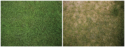Figure 2b. Four-Season Kentucky bluegrass at Mead at 80 percent ET on the left, 40 percent ET on the right.