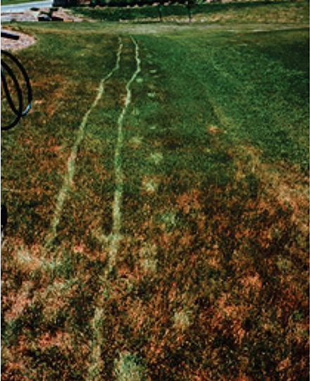 Figure 1. Footprints and wheel paths are easily visible in more severe cases of drought-stressed turf.