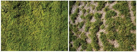 Figure 4a. Caddieshack perennial ryegrass at Gering at 80 percent ET on the left, 40 percent ET on the right.