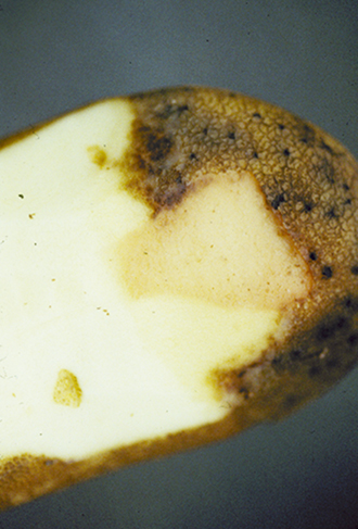 Figure 4. Pink rot after slicing tuber.