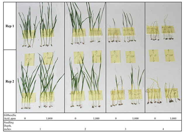 Figure 3. Wesley plants, three weeks after planting, from seed planted at 1 to 4 inches deep, treated with 0 (control) or 1,000 ppm gibberellic acid. 