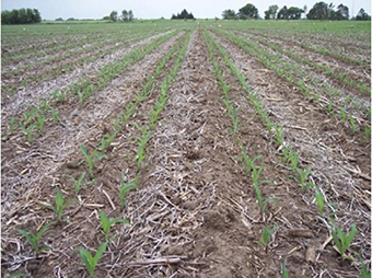 Figure 1. Twin-row planting of corn.