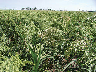 G2219 Proso Millet