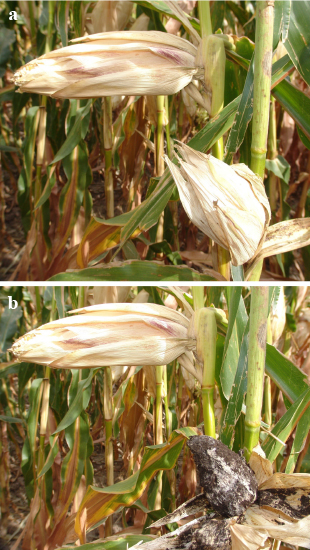 Figure 11a and 11b. Ears with head smut may appear teardrop-shaped (top) and can be husked to reveal spores (bottom). 