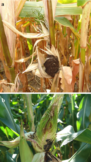 Figure 10a and 10b. Bizarre growths are often produced in ears infected with the head smut fungus.