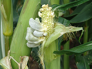 Figure 2. Common smut galls may look like mushrooms or tumor-like growths.