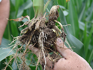 Figure 5. Galls also may develop underground on the developing roots (top center of photo).