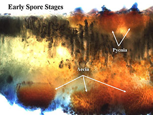 Figure 4. Thin section of infected sugar beet leaf showing flask-shaped pycnia on the upper leaf surface, and aecial cups and developing aeciospores on the bottom leaf surface. 