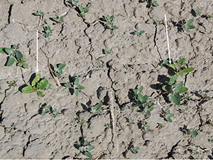 Figure 5. Field-infected, young sugar beet plants exhibiting pycnial lesions on cotyledons. 