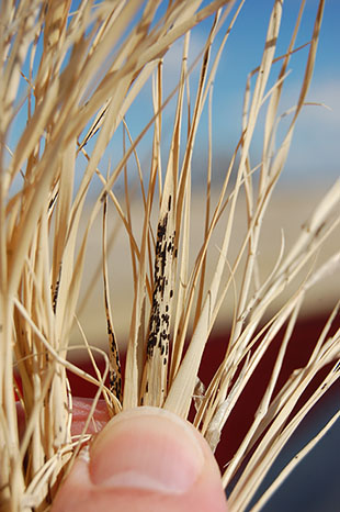 Figure 6. Inland saltgrass infected with the telial stage of P. subnitens. 