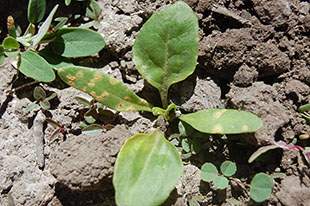 Figure 8. Field-infected, young sugar beet plant exhibiting both pycnial and aecial lesions, but restricted to the cotyledons. 