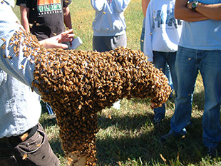 Figure 5. Bee bivouac forms on presenter’s arm