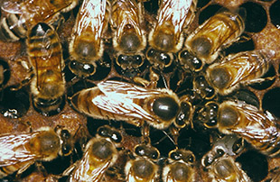 Figure 8. Queen pheromone attracts circle of attendants