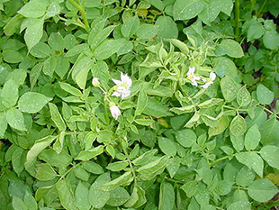 Figure 1. Potato leaf curl due to European corn borer 