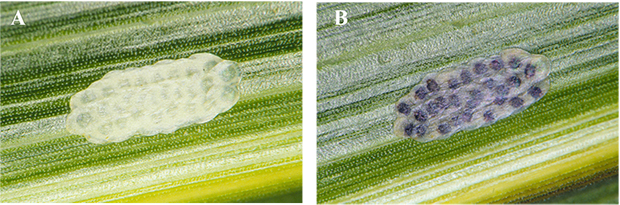 Figure 5. European corn borer egg masses