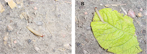 Figure 7. European corn borer pupa inside stem 