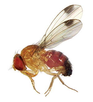 Figure 1. Spotted wing drosophila male