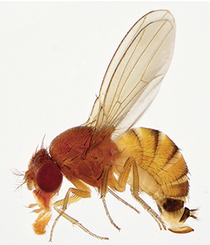 Figure 2. Spotted wing drosophila female