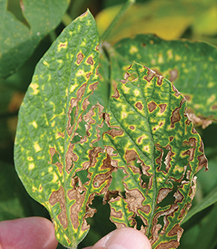 Figure 2. Late-stage SDS foliar symptoms