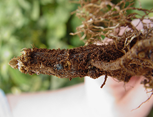 Figure 5. Cobalt blue fungal growth on roots 