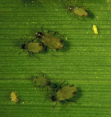 corn leaf aphid