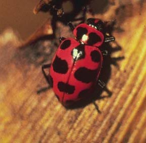 Lady beetle