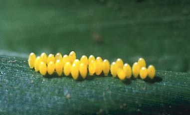 egg mass