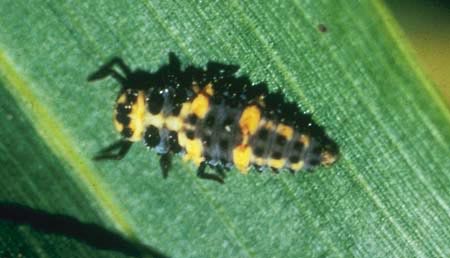 lady beetle larva