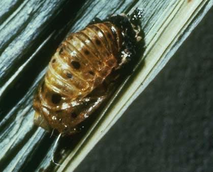 lady beetle pupa