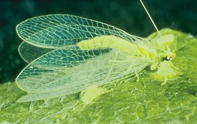 Green lacewing adult