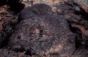 Figure 1. Prairie vole.