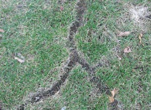 Figure 3. Surface runway system of the prairie vole