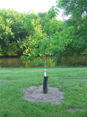 Figure 4. A plastic cylinder (above) or cylinder of hardware cloth or other wire mesh will protect trees and shrubs from vole damage.